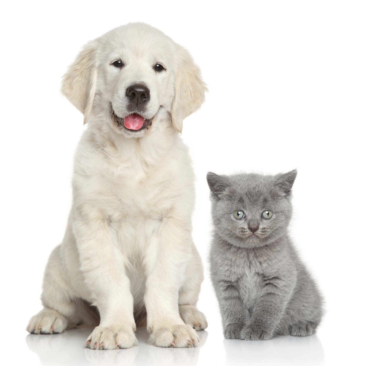 Inlife | Pre + Probiotics voor Honden & Katten - Darmbalans